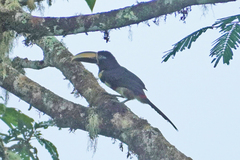 Pteroglossus pluricinctus