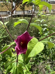 Allamanda
