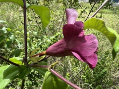 Allamanda