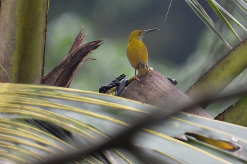 streaky-breasted spiderhunter (Arachnothera affinis)