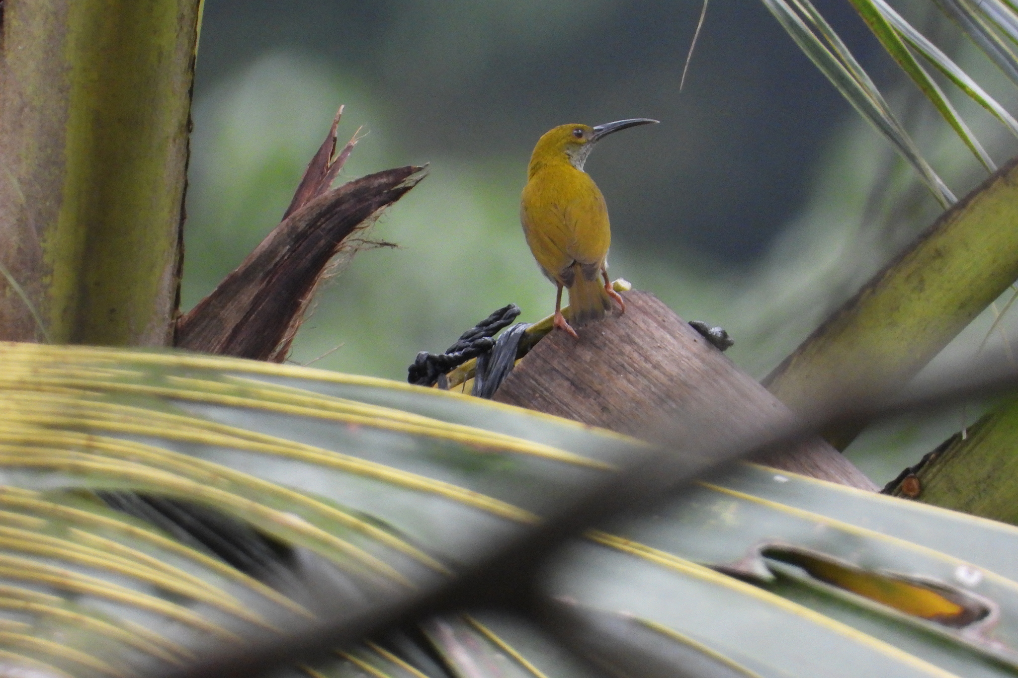 Streaky-breasted Spiderhunter illustration
