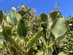 Cinnamomum reticulatum