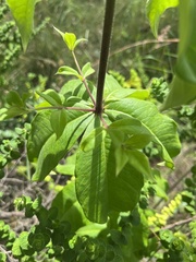 Allamanda