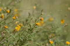 Adesmia cordobensis