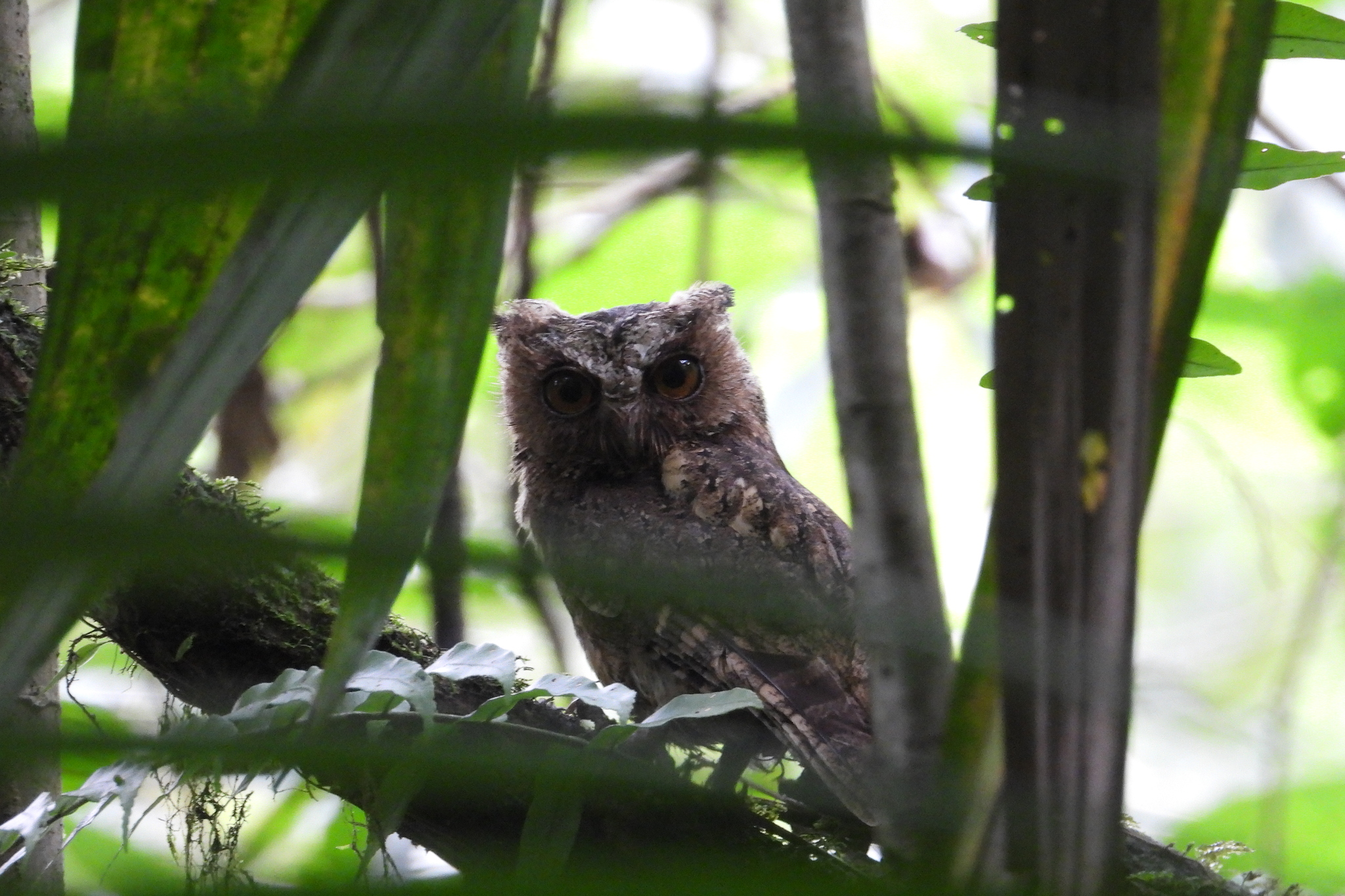 Sunda Scops Owl