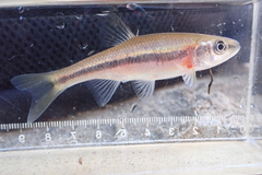 Clinostomus funduloides