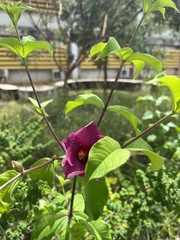 Allamanda