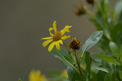 Flourensia thurifera