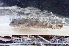 Cottus caeruleomentum