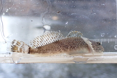Cottus caeruleomentum