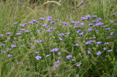 Glandularia venturii