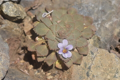 Rosulatae