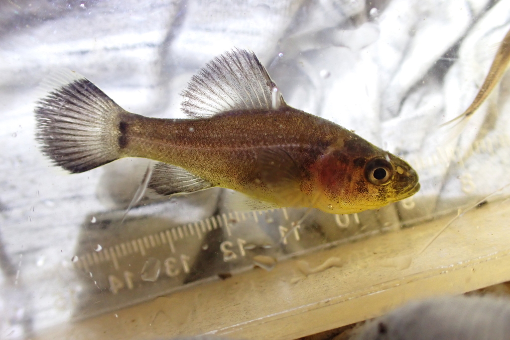 Pirate Perch