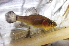 Aphredoderus sayanus