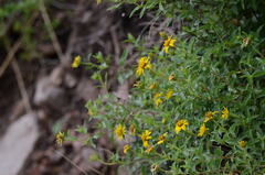 Dimerostemma aspilioides