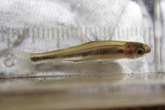 Notropis chalybaeus