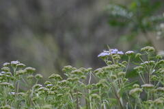 Chromolaena arnottiana