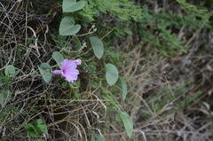 Ipomoea hieronymi