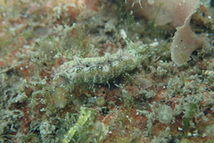 Thuridilla carlsoni