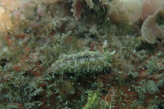 Thuridilla carlsoni