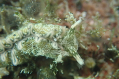 Thuridilla carlsoni