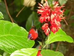 Javan Sunbird photo 2