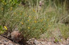 Adesmia cordobensis