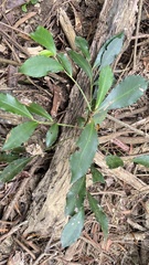Ardisia cornudentata