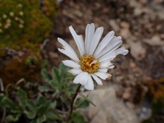 Celmisia sinclairii