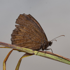 Praepedaliodes sequeirae