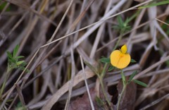 Stylosanthes biflora