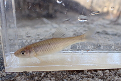 Cyprinella spiloptera