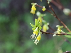 Dirca occidentalis