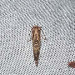 Moerarchis inconcisella