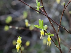 Dirca occidentalis