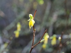 Dirca occidentalis
