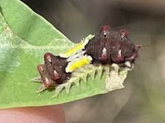 Doratifera vulnerans