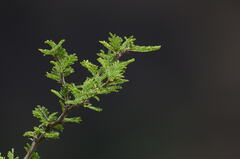 Vachellia astringens