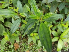 Melastoma malabathricum