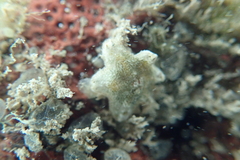 Aquilonastra anomala