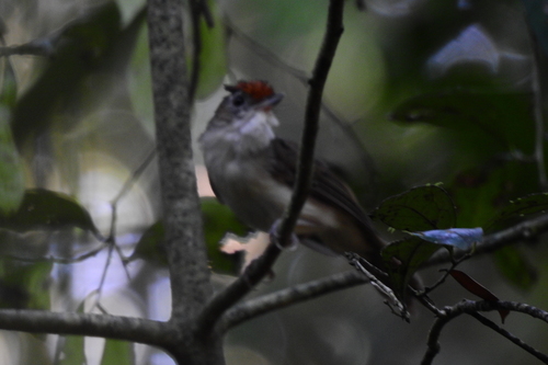 Scaly-crowned Babbler (Malacopteron cinereum), photo 3