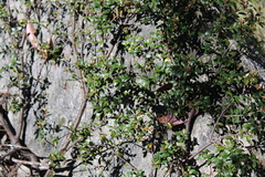Grevillea diminuta