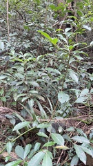 Ardisia cornudentata
