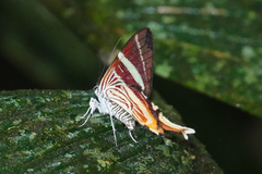 Erateina staudingeri