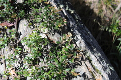 Grevillea diminuta