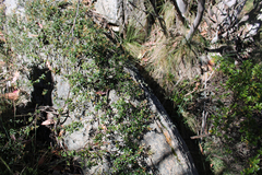 Grevillea diminuta