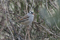 Zonotrichia leucophrys