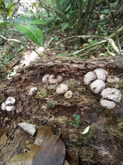 Lycoperdon compactum
