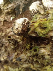 Lycoperdon compactum