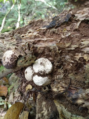 Lycoperdon compactum